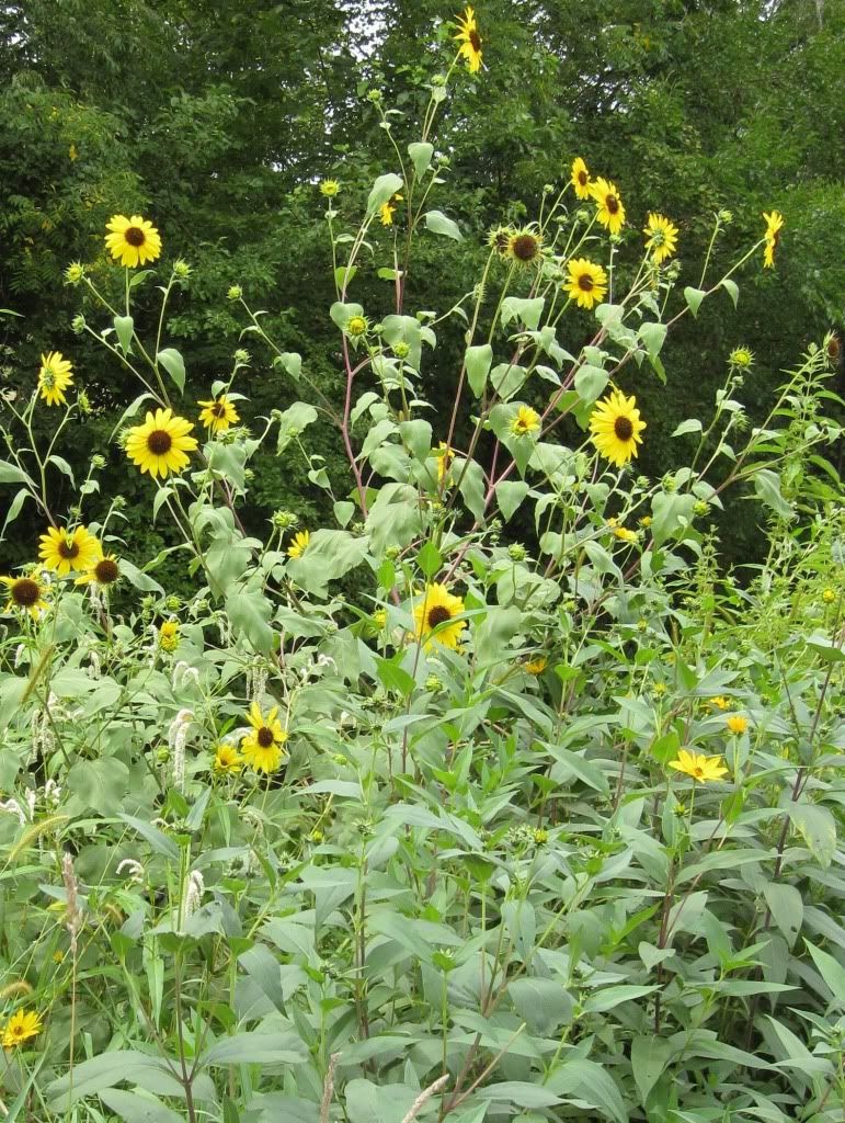 Common sunflowers, Sunflowers blooming in central Iowa, August 2012
