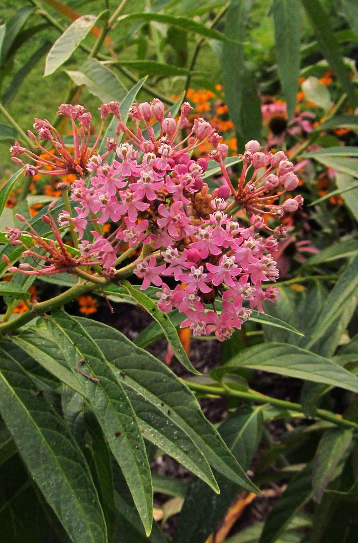 swamp milkweed flowers 1 photo swampmilkweed1_zpsrfyyuqnf.jpg