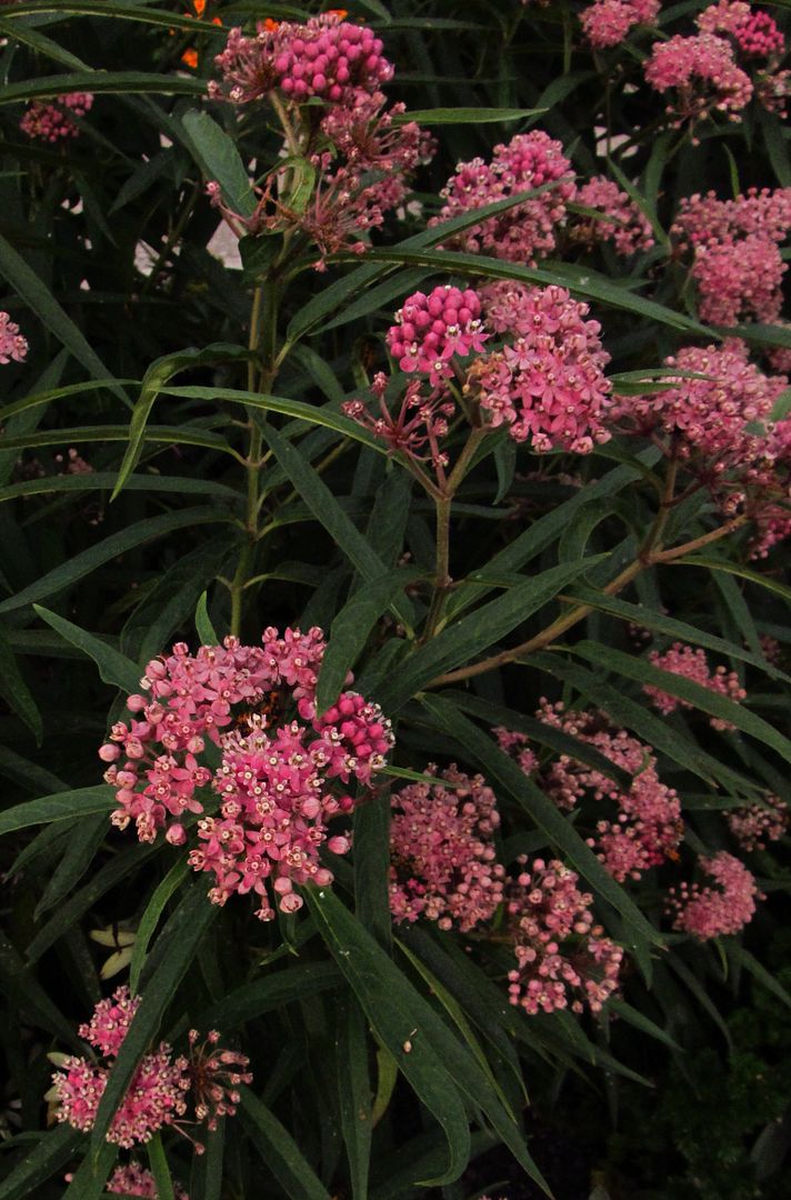 swamp milkweed flowers 3 photo swampmilkweed4_zps2dfyv5rw.jpg