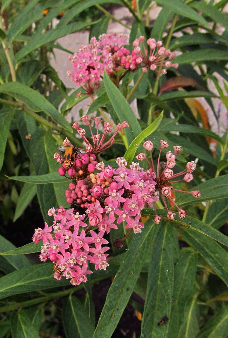 swamp milkweed flowers 4 photo swampmilkweed6_zpscpkrnwih.jpg