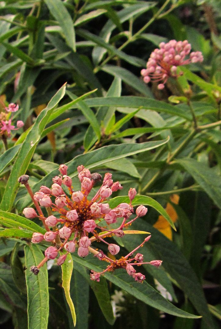 swamp milkweed buds photo swampmilkweedbuds_zpspnlgbiwn.jpg