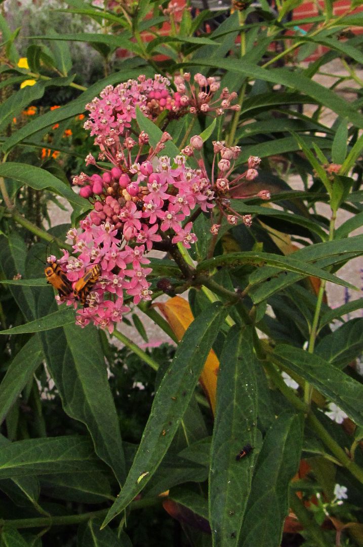 swamp milkweed with bugs photo swampmilkweedbugs_zpskyi7iaea.jpg