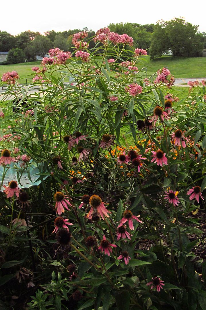 swamp milkweed with coneflowers photo swampmilkweedconeflower_zpsalh7swai.jpg