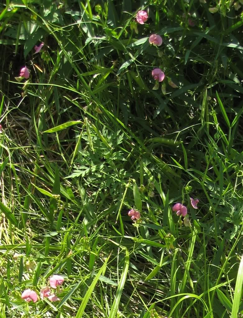 Sweet pea blooming, Sweet pea blooming with pods in central Iowa, July 2012