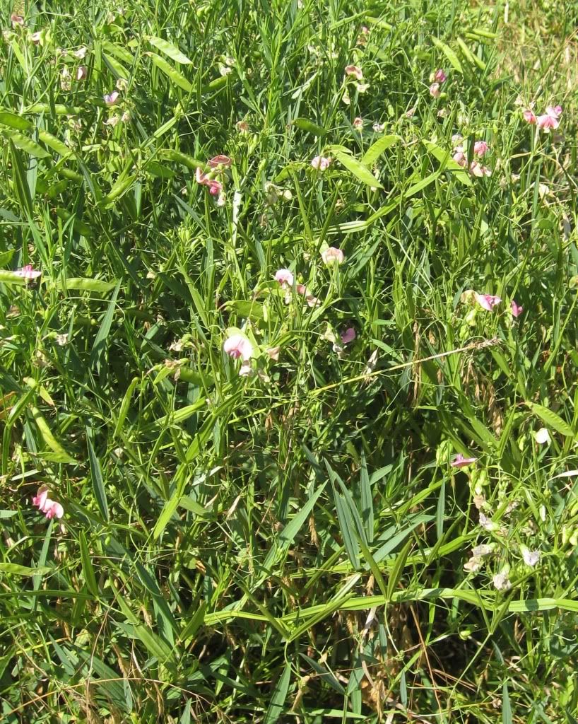 Sweet pea blooming with pods, Sweet pea blooming with pods in central Iowa, July 2012