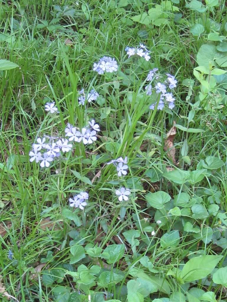 Sweet William (blue phlox), Sweet William wildflowers blooming in central Iowa, April 2012