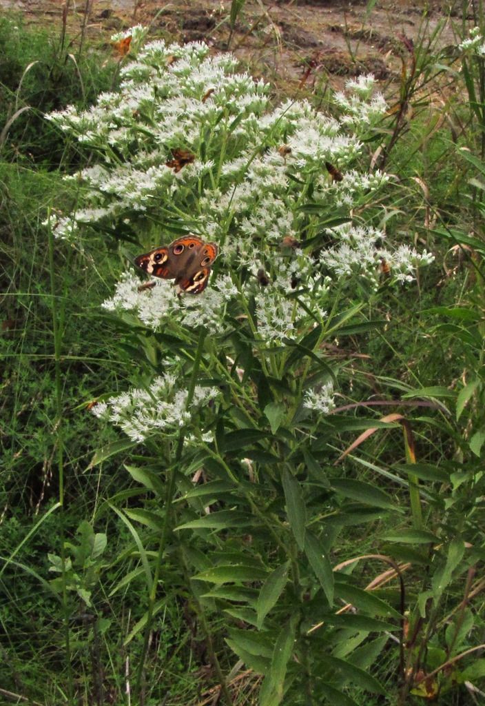 Tall boneset with common buckeye photo tallbonesetbutterfly2_zpswg1shikm.jpg