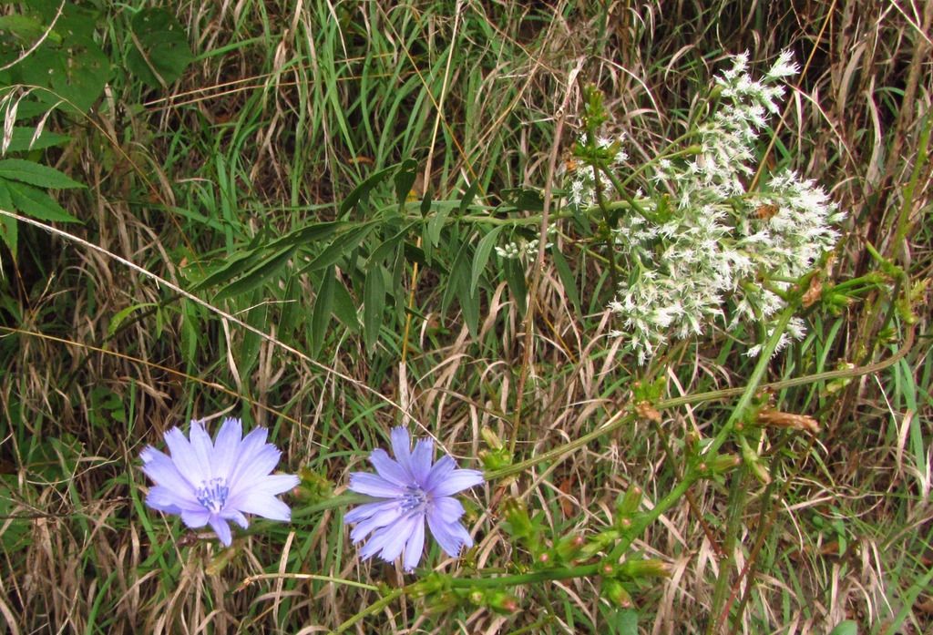 Tall boneset with chicory photo tallbonesetchicory_zpslpcxfskd.jpg