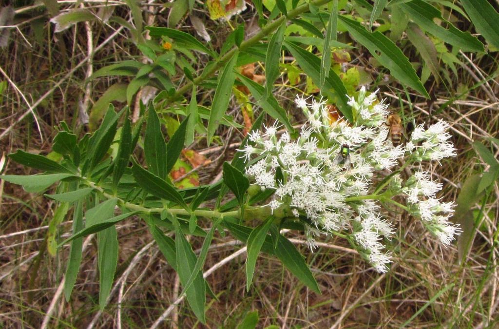 Tall boneset with fly and bee photo tallbonesetflybee_zpsboetgdw2.jpg