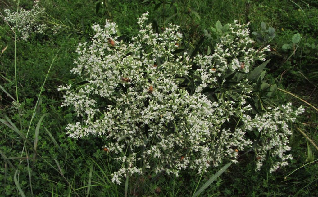 Tall boneset with bees photo tallbonesethorizontalbees_zpsx9emdjrb.jpg