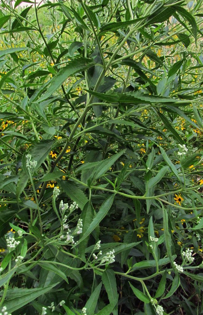 Tall boneset stems/leaves 2 photo tallbonesetstemsleaves2_zpsedypjfei.jpg