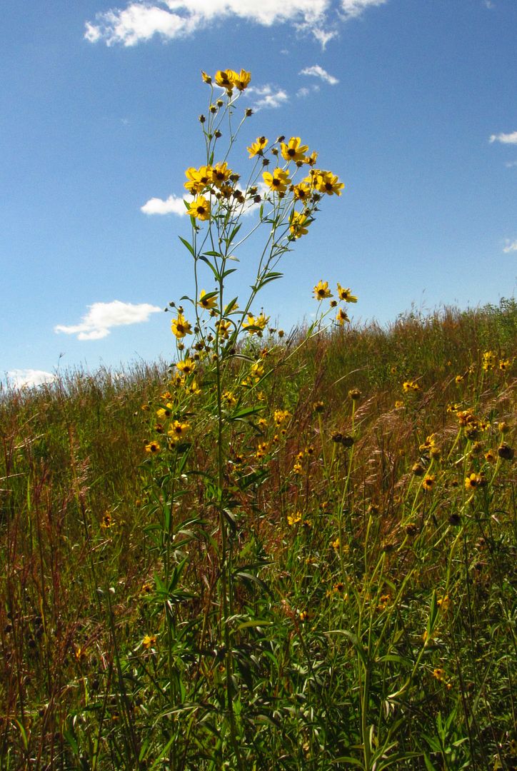 Tall coreopsis blooming photo tallcoreopsis1_zpsxisehzcs.jpg