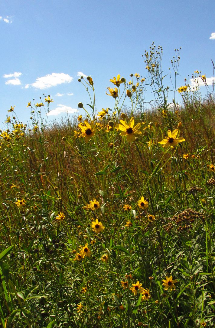 colony of Tall coreopsis plants photo tallcoreopsisgroup_zps0ztynsfb.jpg