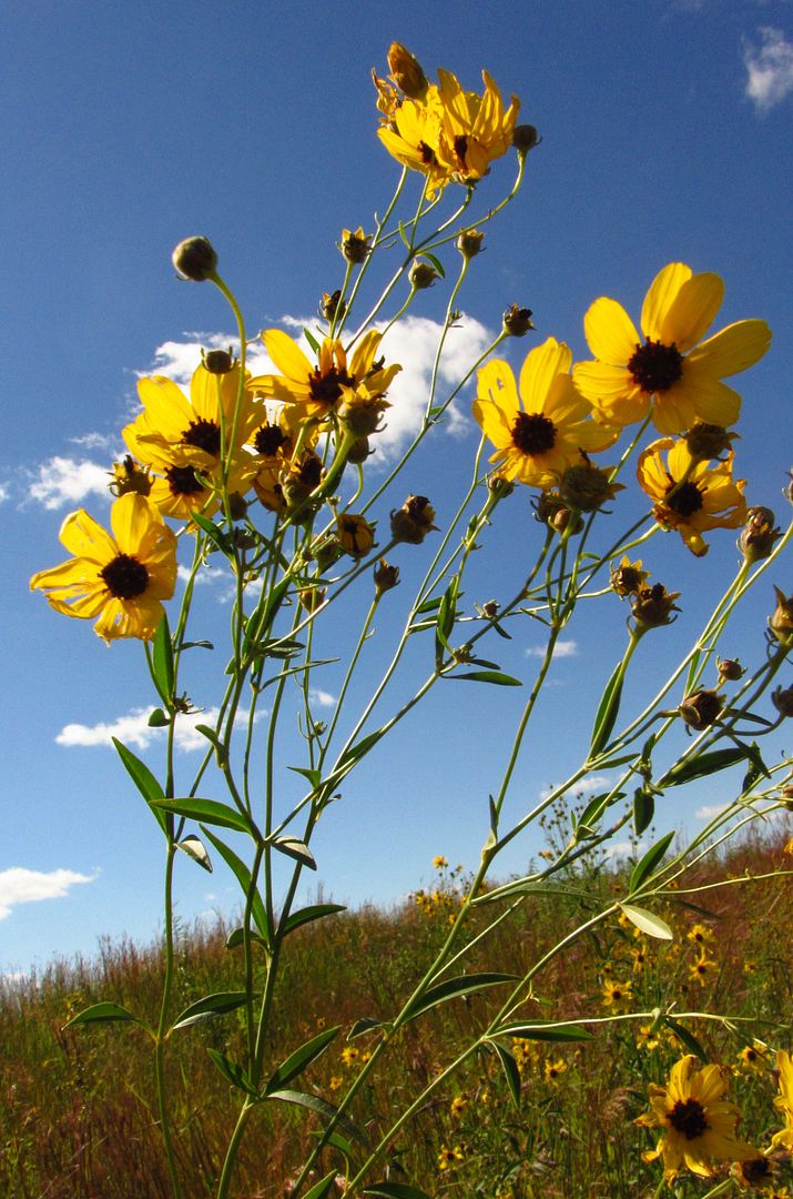 tops of tall coreopsis photo tallcoreopsistops2_zpsl2u14llm.jpg