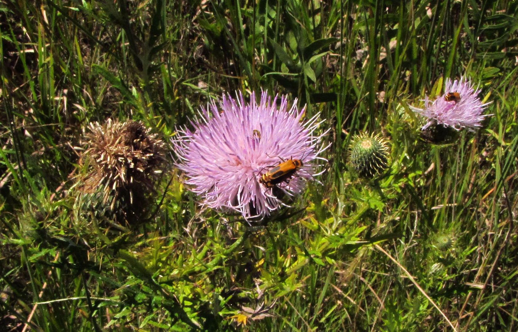 Tall thistle with beetle photo tallthistlebeetle_zpswlkuxqkb.jpg