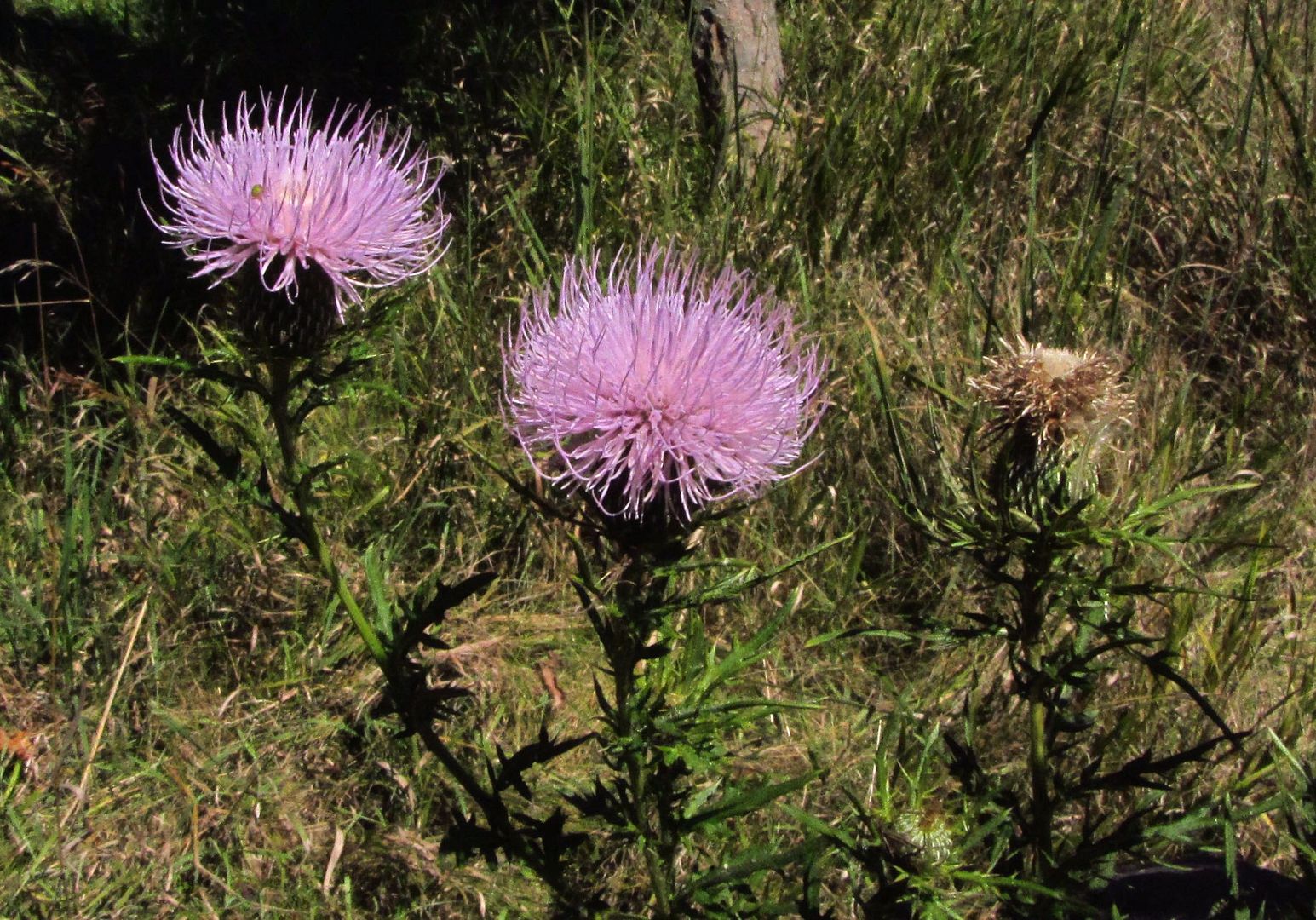 tall thistles blooming photo tallthistlesunhorizontal2_zpsw0vwjclk.jpg