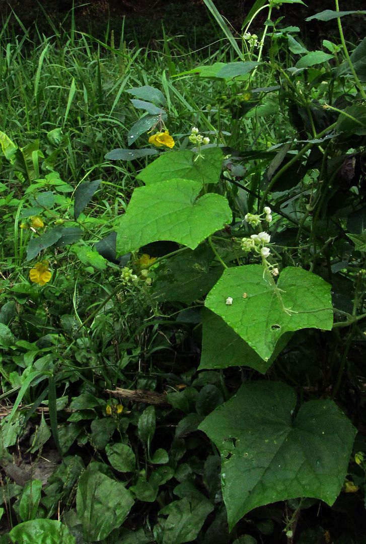 tiny jewelweed, bur cucumber plants photo tinyburcucumber1_zpsxofjujgj.jpg