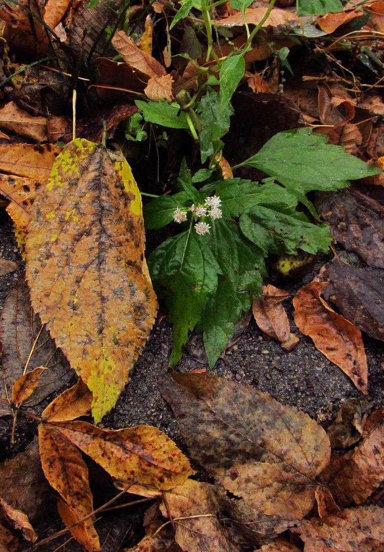 tiny white snakeroot 1 photo tinywhitesnakeroot2_zpsyujoqzga.jpg