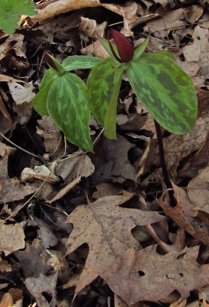 Toad trillium close-up photo toadflaxtrillium13_zpsct3kpeko.jpg