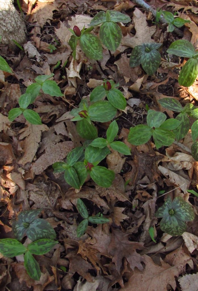 Toad trillium group photo toadflaxtrillium14_zpscp8rs5ys.jpg