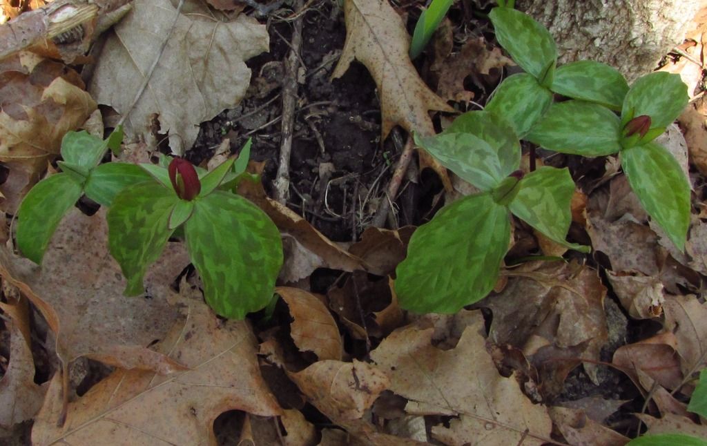 Toad trillium group 2 photo toadflaxtrillium6_zpsnybnyb1l.jpg