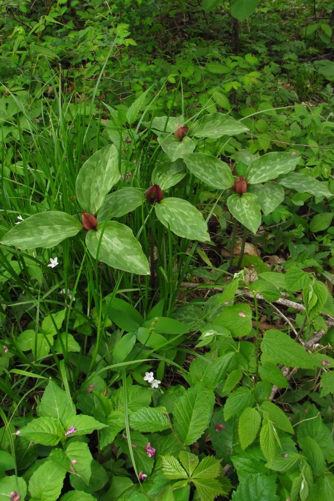 Toad trillium with spring beauty 1 photo toadtrilliumspringbeauty2_zpskbksnmol.jpg