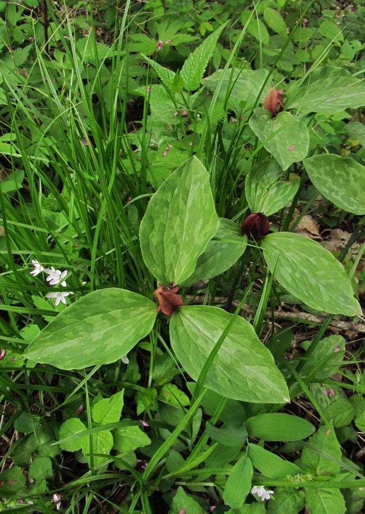 Toad trillium with spring beauty 2 photo toadtrilliumspringbeauty_zps4x9xinop.jpg