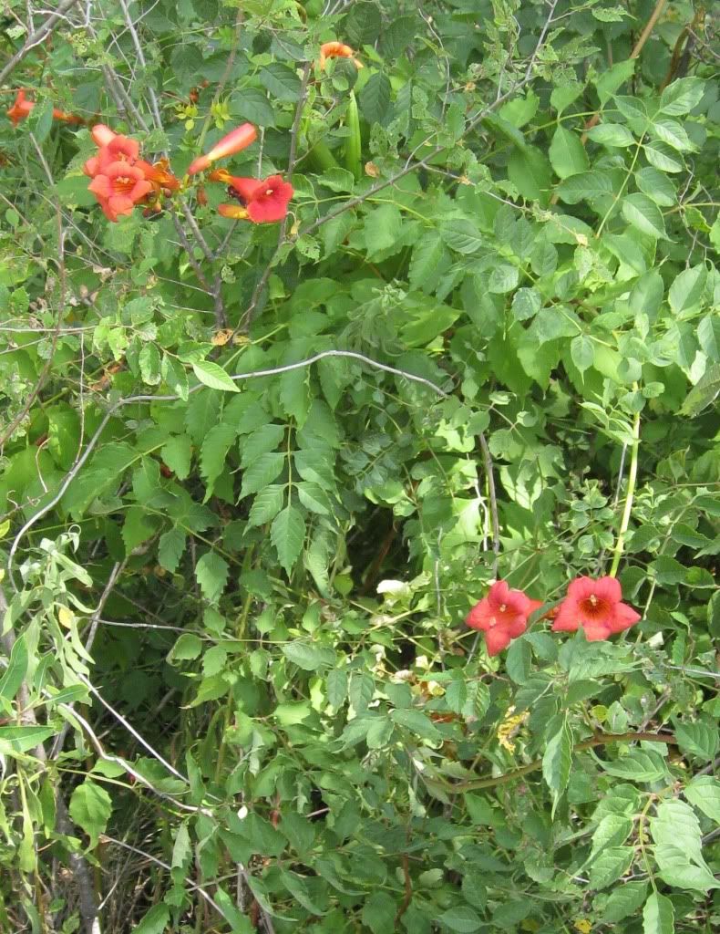 trumpet vine flowers, Trumpet vine blooming in central Iowa, July 2012