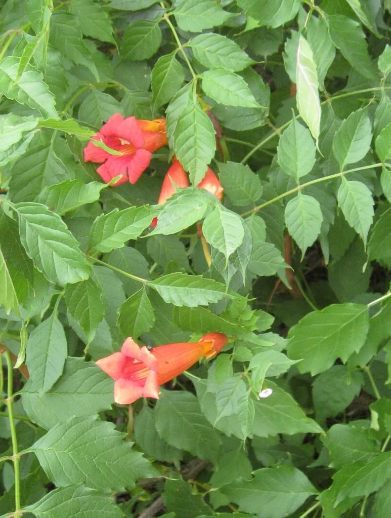 Trumpet vine blooming, Trumpet vine blooming in central Iowa, July 2012