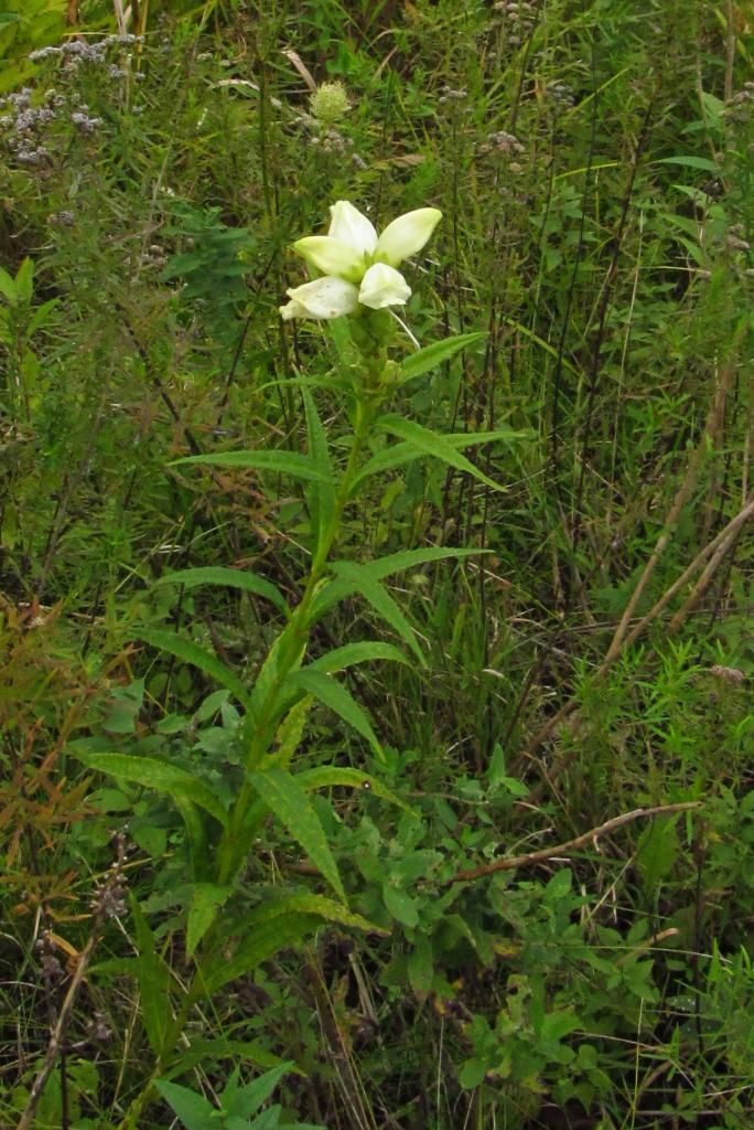 white turtlehead photo turtleheadalone_zps73fb19f0.jpg