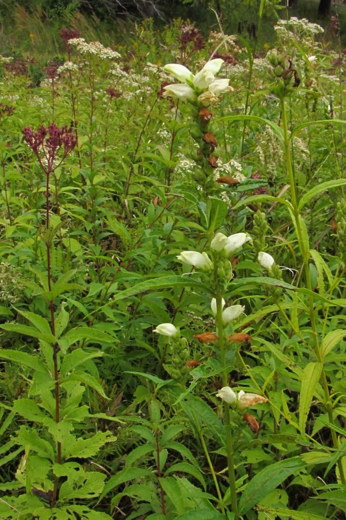 white turtlehead with group photo turtleheadtall_zpsc0919bb6.jpg