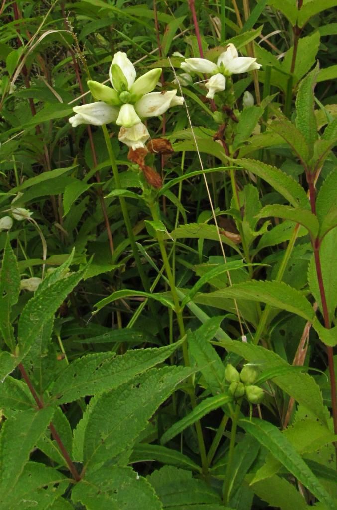 white turtlehead with buds photo turtleheadwithbuds_zps63eee0d9.jpg