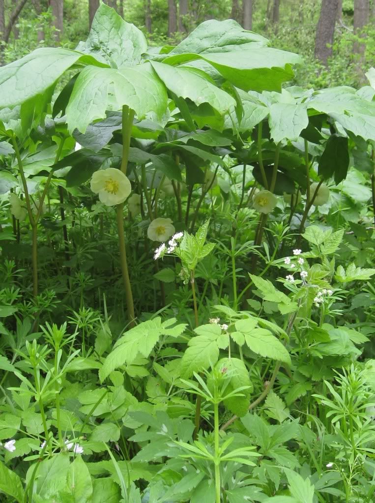 May apples with sweet cicely, May apples (umbrella plants) blooming in central Iowa in April 2012, with sweet cicely in foreground.