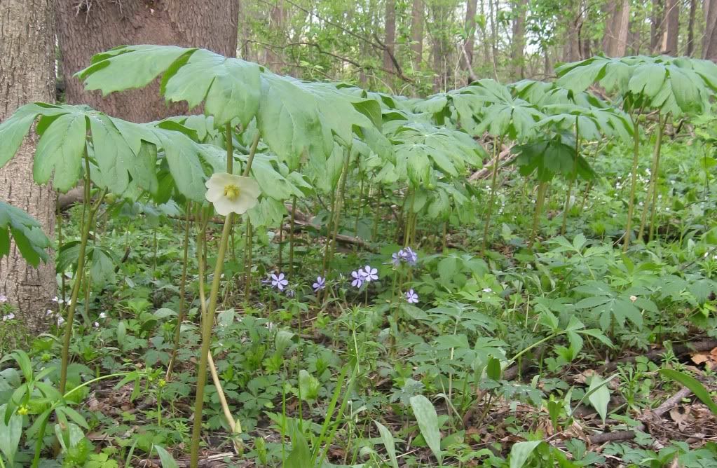 Mayapples (umbrella plants), A colony of Mayapples (umbrella plants) in central Iowa, April 2012, with Sweet William (phlox), spring beauty, and crowfoot buttercup also visible.