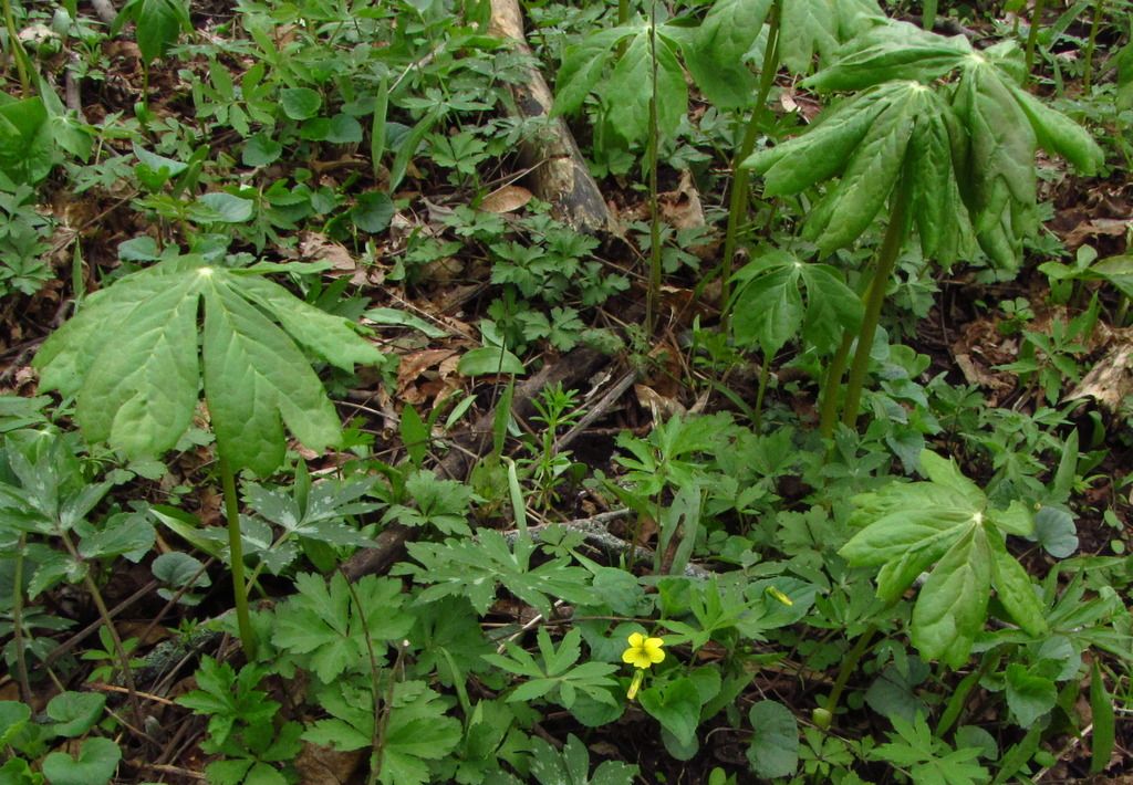 Umbrella plants with Downy yellow violet photo umbrellaplantsyellowviolets_zpsrgs2vjpb.jpg