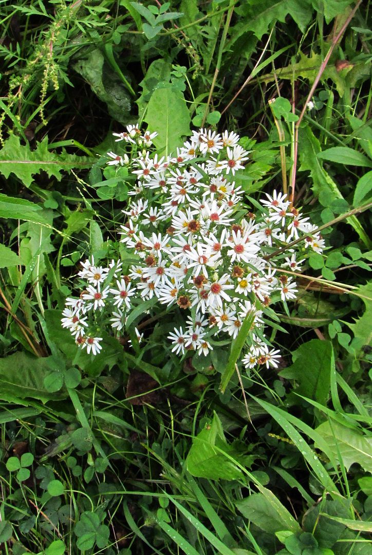 mystery white aster late summer photo unknownwhiteaster_zpsihhalh1z.jpg