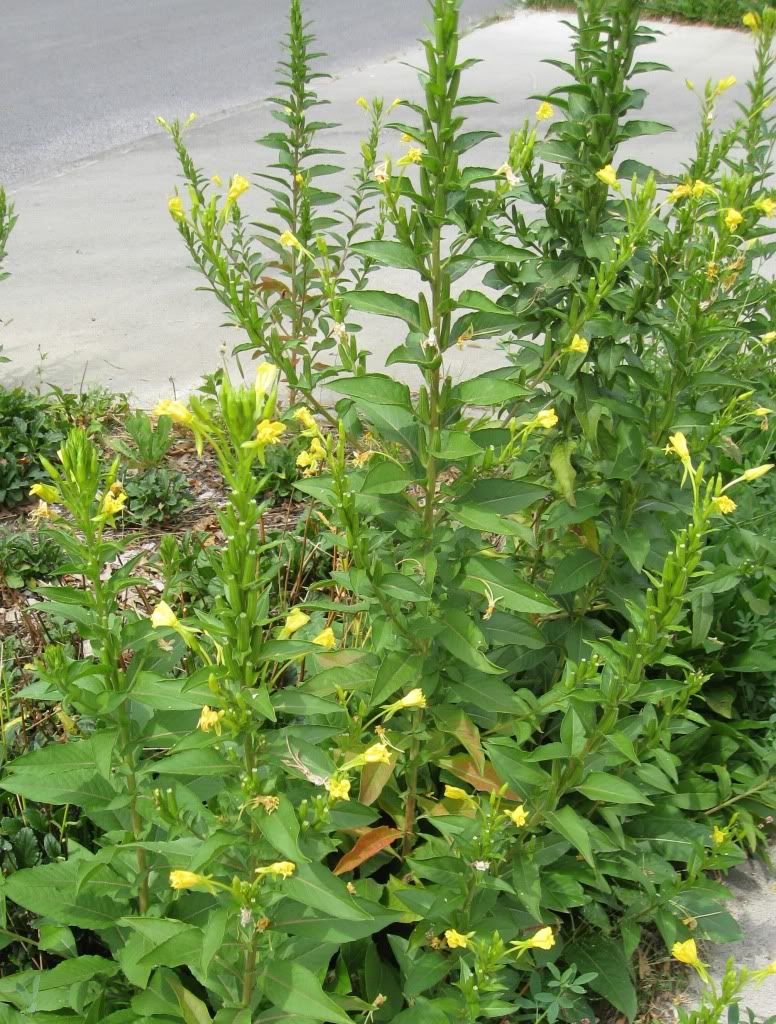 Common evening primrose, Common evening primrose blooming in central Iowa, August 2012