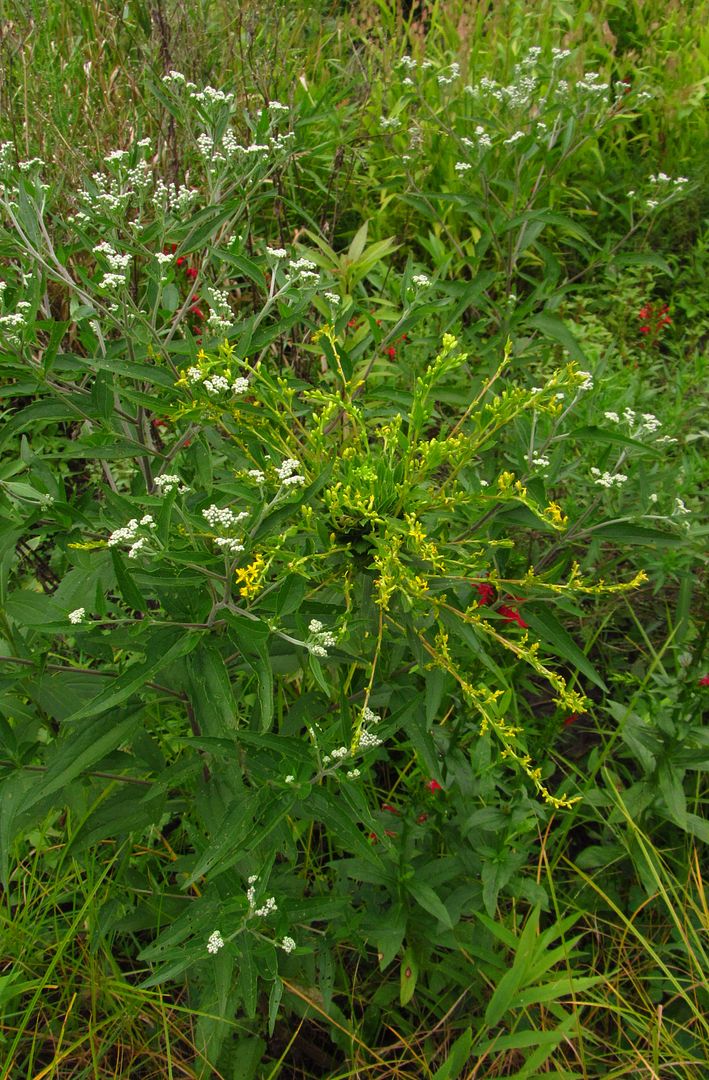 goldenrod with aster yellows 3 photo weirdgoldenrod2_zpsiakuxjaz.jpg