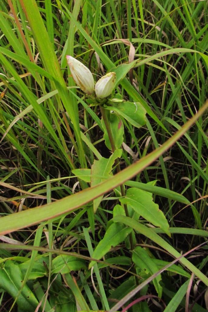 plain gentian photo whitegentian1_zps6cbe8cbd.jpg