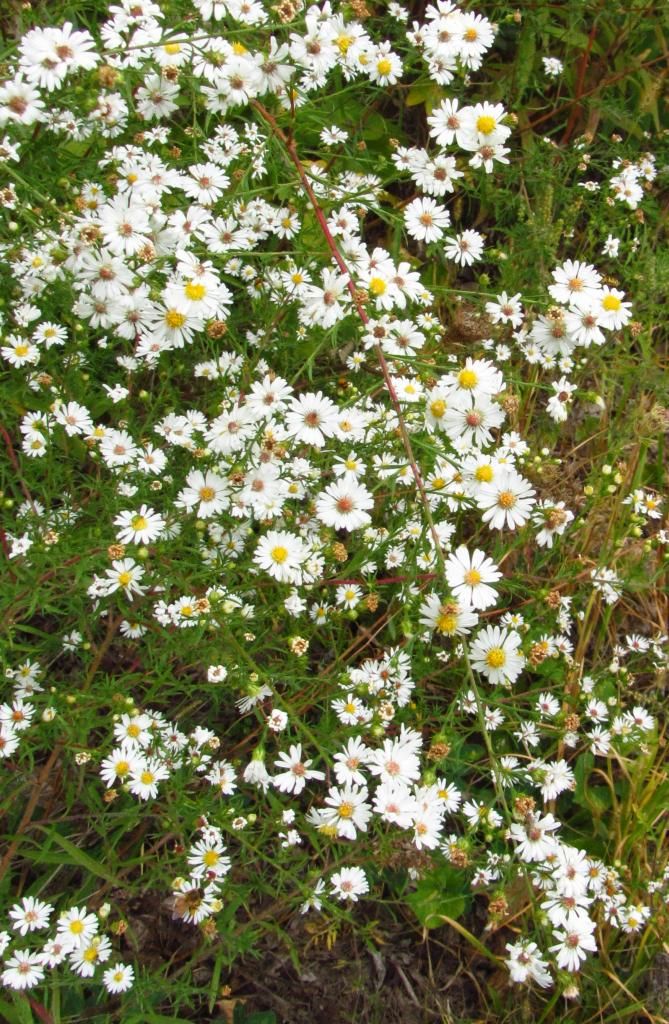 frost aster 1 photo whiteheathaster1_zps399ef977.jpg