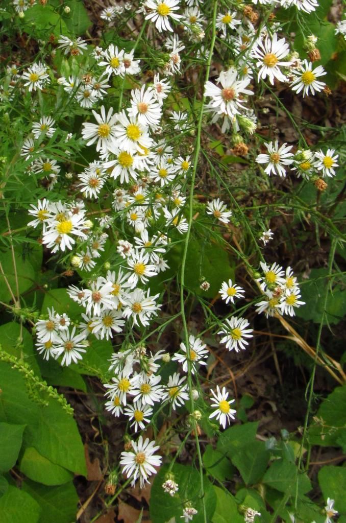 frost aster 2 photo whiteheathaster2_zps68564dc6.jpg