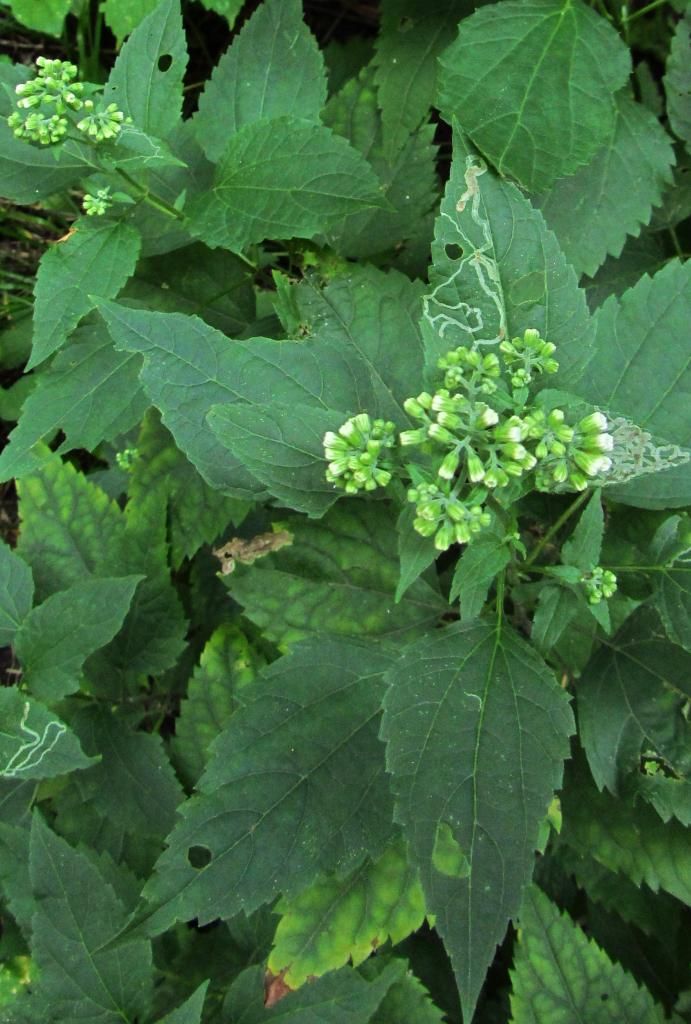 white snakeroot with buds photo whitesnakerootbuds3_zps5d233e62.jpg