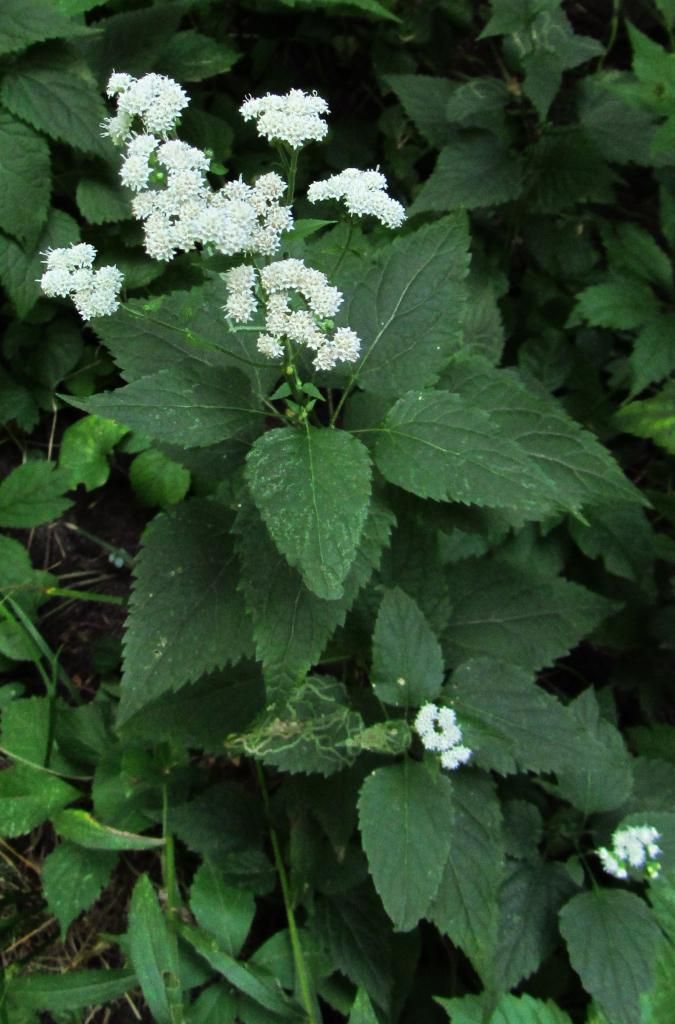 white snakeroot flowers 2 photo whitesnakerootflowers2_zpseb6ebde1.jpg