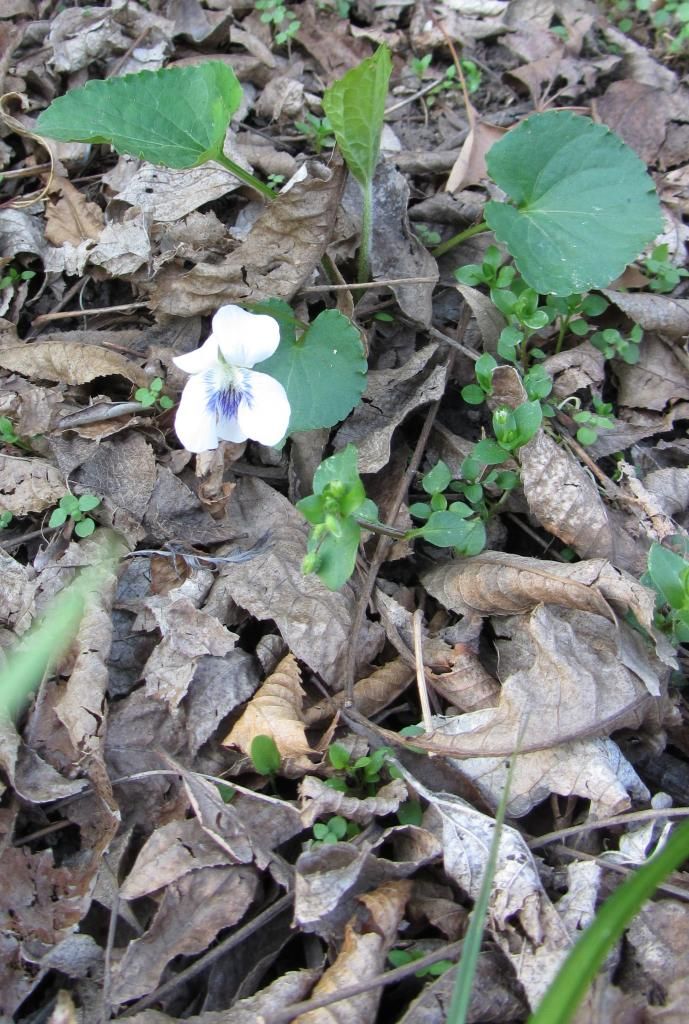 white violet photo whiteviolet_zpsee2148e8.jpg