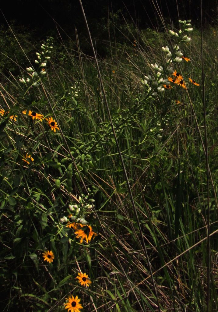 white wild indigo and black-eyed Susans photo whitewildindigoblackeyedSusan2_zps4mchsho7.jpg