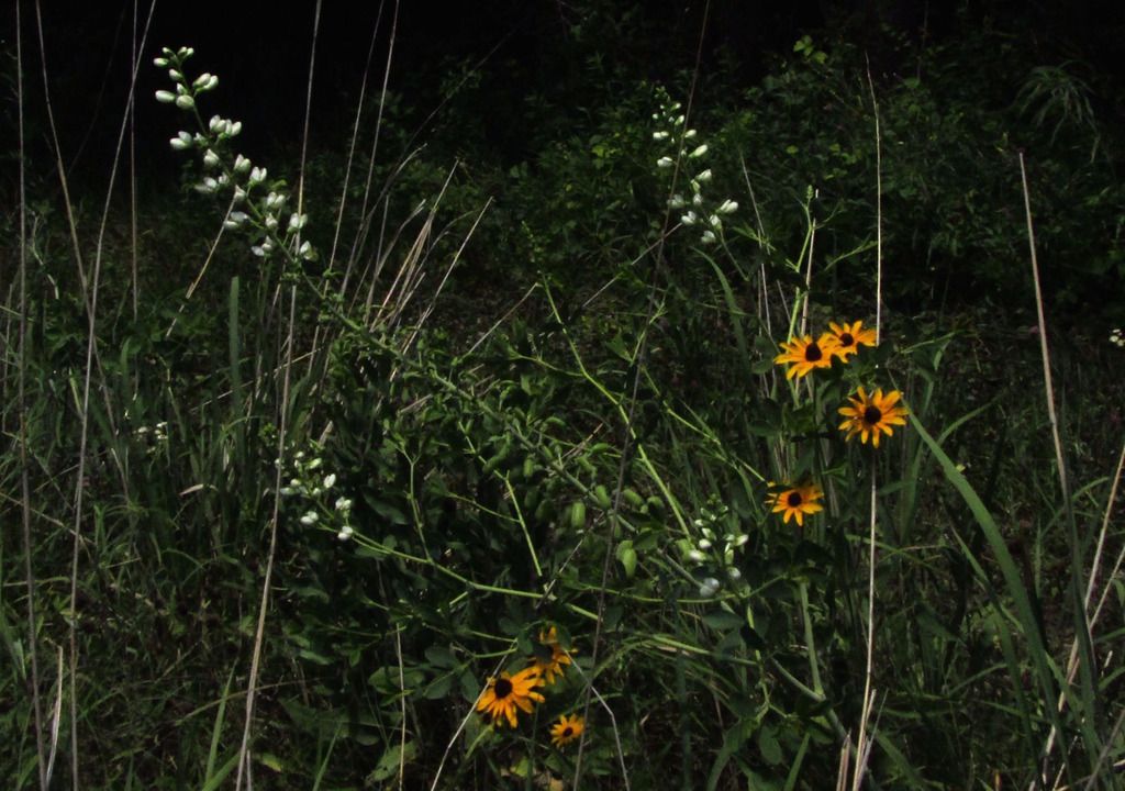 white wild indigo and black-eyed Susans photo whitewildindigoblackeyedSusan_zpsaf5pqwnc.jpg