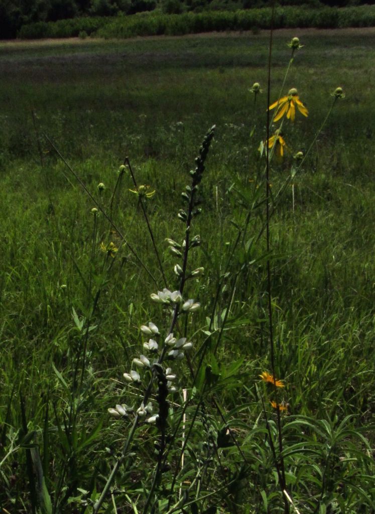 white wild indigo and coneflowers photo whitewildindigoconeflowers_zpslafe0c8l.jpg