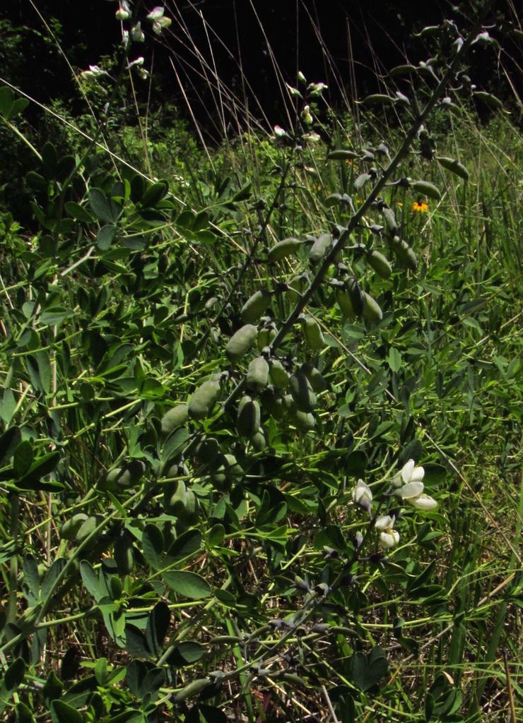 white wild indigo stages photo whitewildindigostages_zps8aqndzvf.jpg