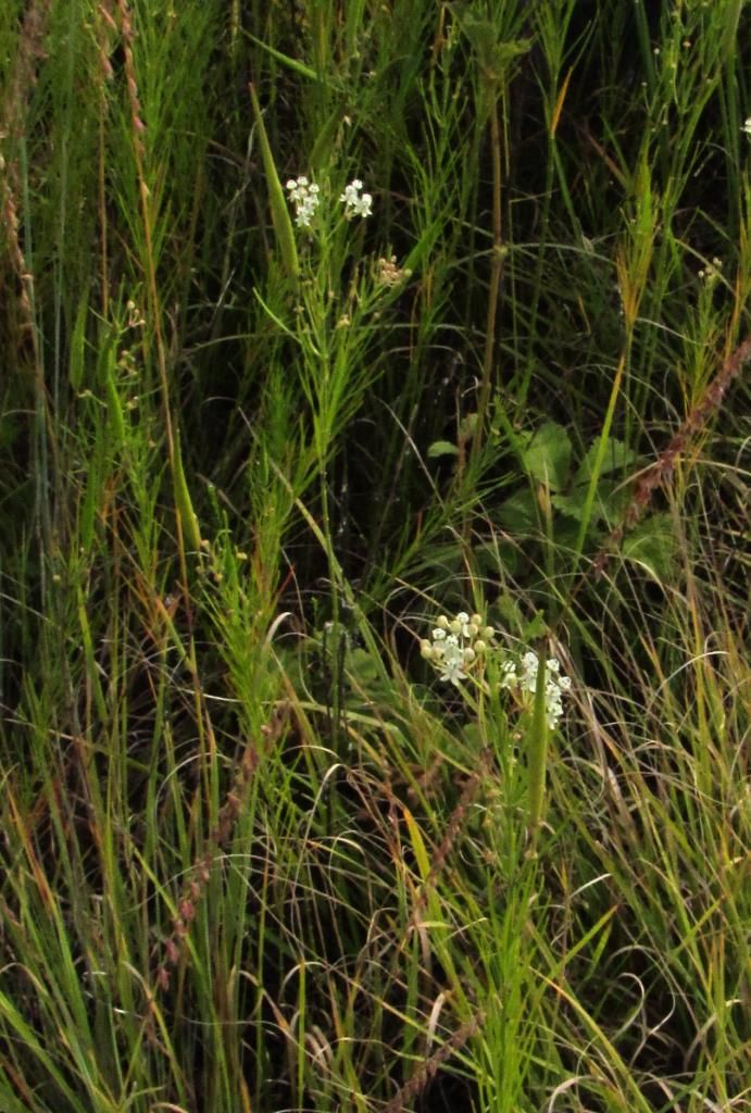 whorled milkweed 4 photo whorledmilkweedwithpods_zpsa77cebca.jpg