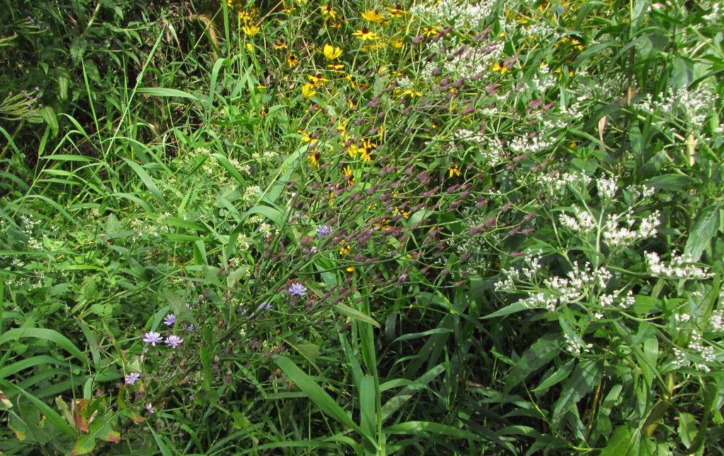 tall blue lettuce with boneset photo wildbluelettuceboneset_zpsnupbk895.jpg